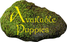 Available Puppies