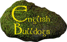 English Bulldogs