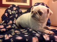 Kellach our first white pug!