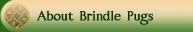 About Brindle Pugs