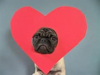 Rudy the pug!