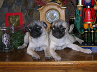Pugs