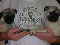 Brindle Pugs