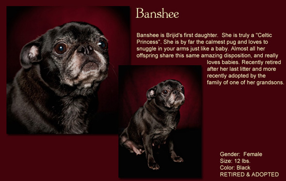 Banshee Size: 12 Lbs. Female Color: Black Banshee is Brijid's First Daughter, she is truly a "Celtic Princess". She is by far the calmest pug and loves to snuggle in your arms just like a baby. Almost all her offspring share this same amazing disposition, and really loves babies. Recently Retired, after her last litter and more recently adopted by the family of one of her grandsons.