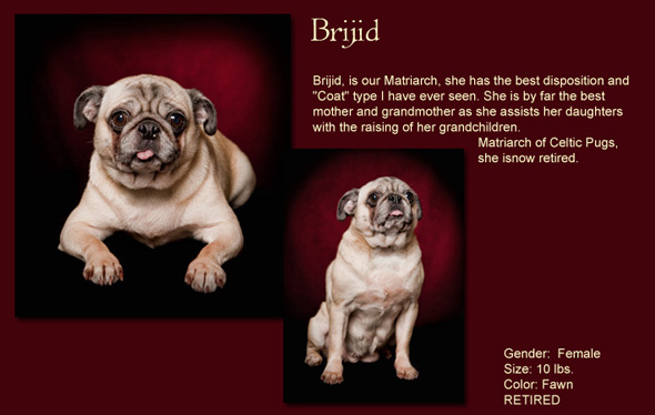 Brijid Size: 10 Lbs. Female Color: Fawn Brijid, is our Matriarch, she has the best disposition and "Coat" type I have ever seen. She is by far the Best Mother and Grandmother as she assists her daughters with the raising of her Grandchildren. Matriarch of Celtic Pugs, now retired.