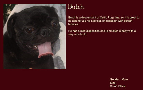 Butch Black Male.  Stud for use with certain Celtic Pug females.  Mild disposition and smaller body build.