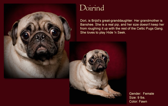 Doirind Size: 9 Lbs. Female Color: Silver Fawn Dori, is Brijid's Great Granddaughter. Her Grandmother is Banshee. She is a real pip, and her size doesn't keep her from roughing it up with the rest of the Celtic Pugs Gang. She loves to play Hide 'n Seek.