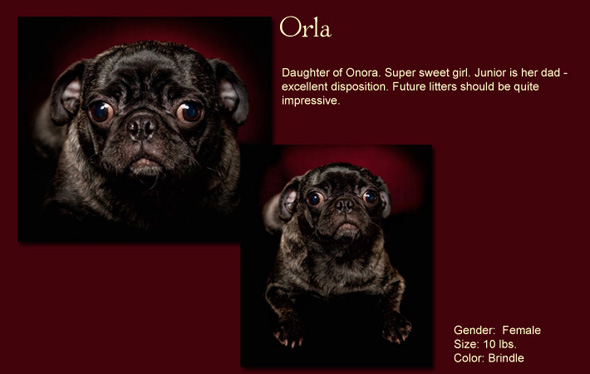 Orla Size: 10 Lbs. Female Sex: Female Color: Brindle Daughter of Onora. Super sweet girl. Junior is her dad excellent disposition. Future litters should be quite impressive.