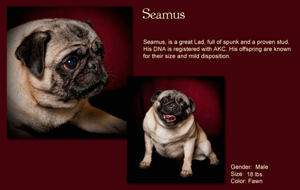 Seamus Size: 12 Lbs. Male Color: Fawn Seamus, is a great Lad, full of spunk and a proven stud. His DNA is registered with AKC. His offspring are known for their size and mild disposition.