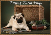 Funny Farm Pugs
