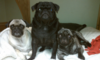 Clifford and pals pugs