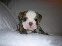 English Bulldogs