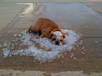 Now that's a Hot Dog!