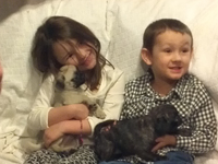Brindle Pugs!