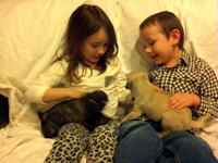 Brindle Pugs and Kids
