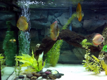 Our Fish Tank