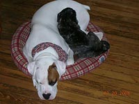 Orla, our Brindle Pug and Lucian, our AKC Boxer.