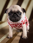 Celtic Pug