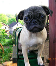 Pug Puppy