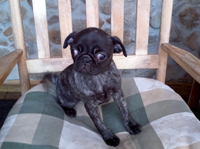 Brindle Pug